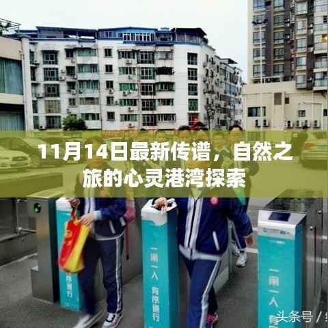 11月14日最新传谱,自然之旅的心灵港湾探索