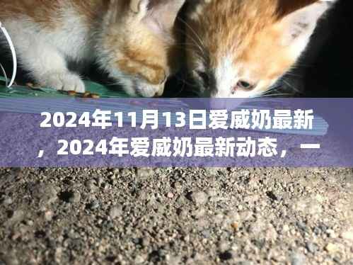 2024年11月13日爱威奶最新,2024年爱威奶最新动态,一场科技与品质的完美融合盛宴