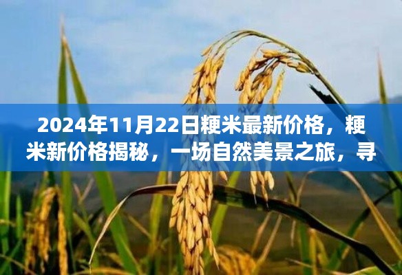 揭秘粳米最新价格,心灵之旅探寻宁静平和的自然美景