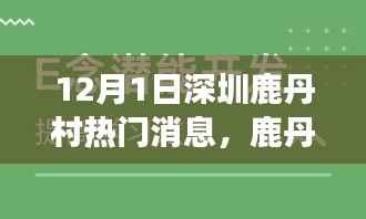 深圳鹿丹村温馨日常,阳光下的友情交响曲,12月1日热门消息速递