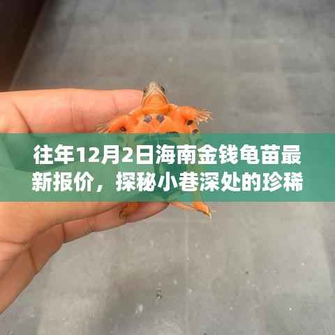 探秘海南金钱龟苗,珍稀宝藏与最新报价的传奇故事