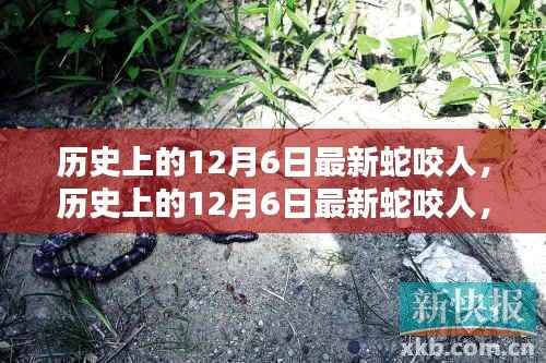 历史上的12月6日最新蛇咬人,历史上的12月6日最新蛇咬人,产品深度评测与介绍