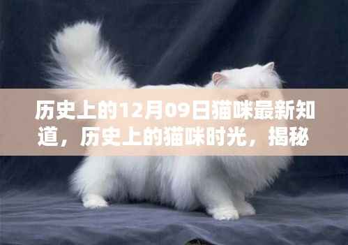 揭秘猫咪历史时光,十二月九日值得纪念的瞬间回顾