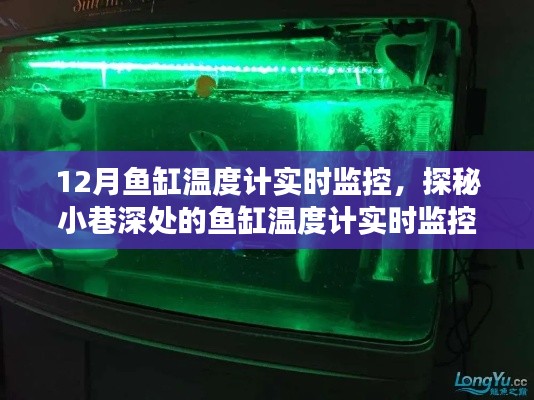 探秘小巷深处的水族秘境,鱼缸温度计实时监控之旅