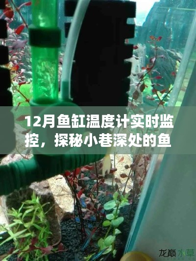 探秘小巷深处的水族秘境,鱼缸温度计实时监控之旅