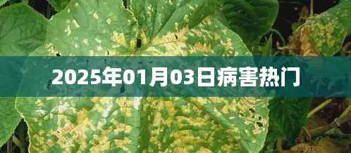 病害热点解析，2025年1月3日趋势观察