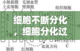 细胞不断分化,细胞分化过程中不会出现什么
