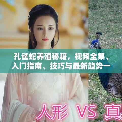 孔雀蛇养殖秘籍,视频全集、入门指南、技巧与最新趋势一网打尽