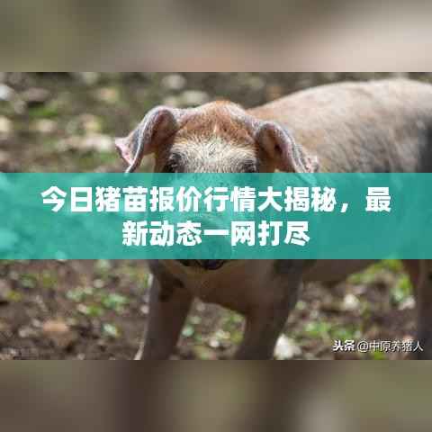 今日猪苗报价行情大揭秘,最新动态一网打尽