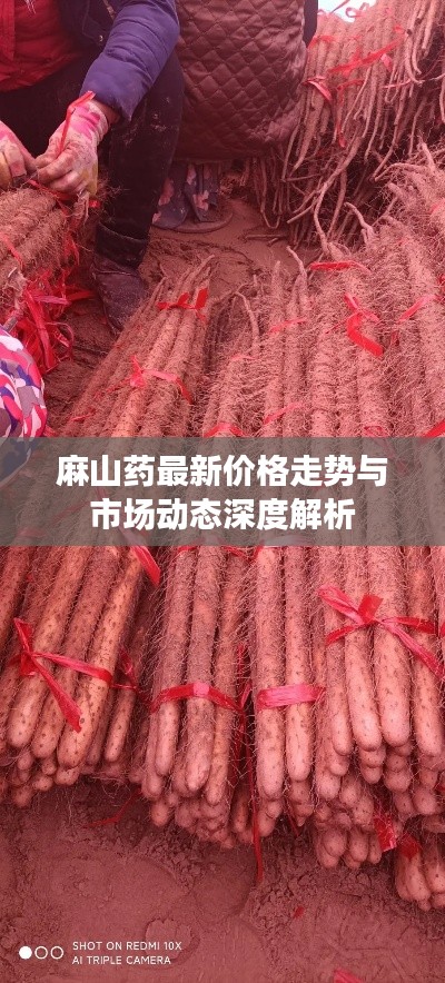 麻山药最新价格走势与市场动态深度解析