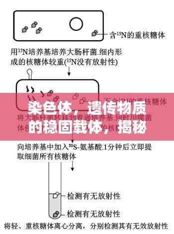 染色体,遗传物质的稳固载体,揭秘生命之秘
