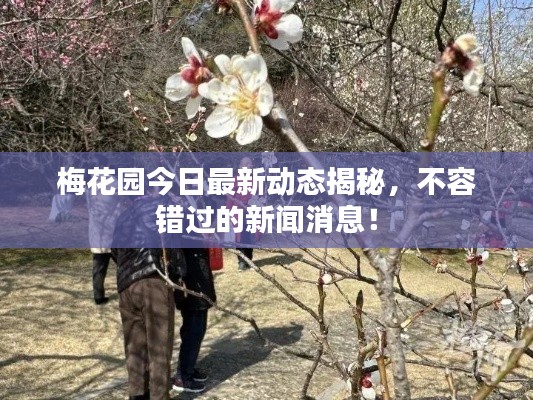 梅花园今日最新动态揭秘,不容错过的新闻消息!