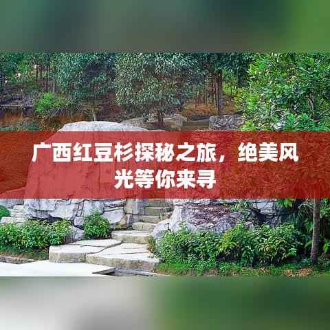 广西红豆杉探秘之旅,绝美风光等你来寻